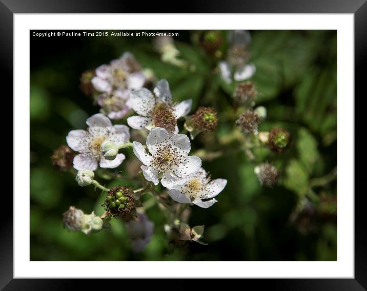  Blackberry Blossom Framed Mounted Print by Pauline Tims
