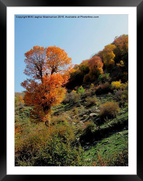  The beauties of Autumn, Framed Mounted Print by Ali asghar Mazinanian