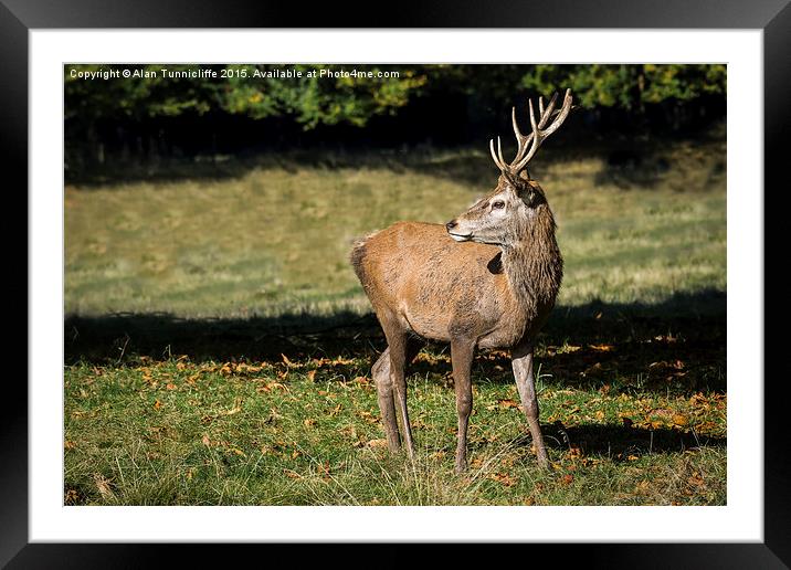  Red deer stag Framed Mounted Print by Alan Tunnicliffe