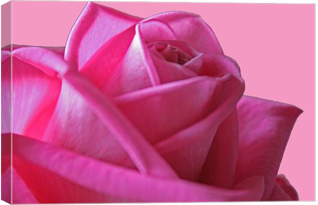 Pink Rose Canvas Print by les tobin