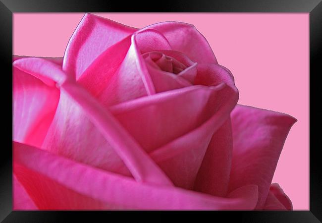 Pink Rose Framed Print by les tobin