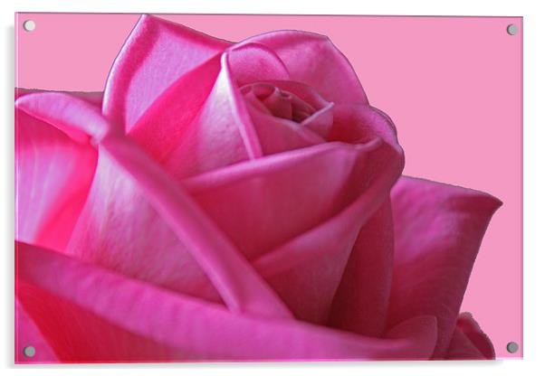 Pink Rose Acrylic by les tobin