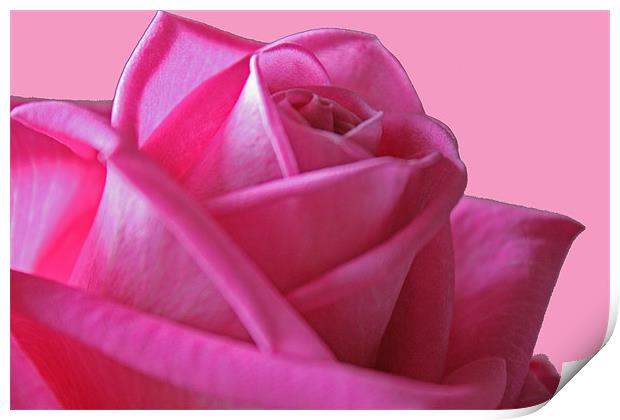 Pink Rose Print by les tobin