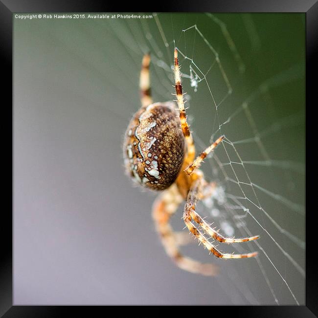  Spidering  Framed Print by Rob Hawkins