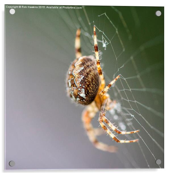  Spidering  Acrylic by Rob Hawkins