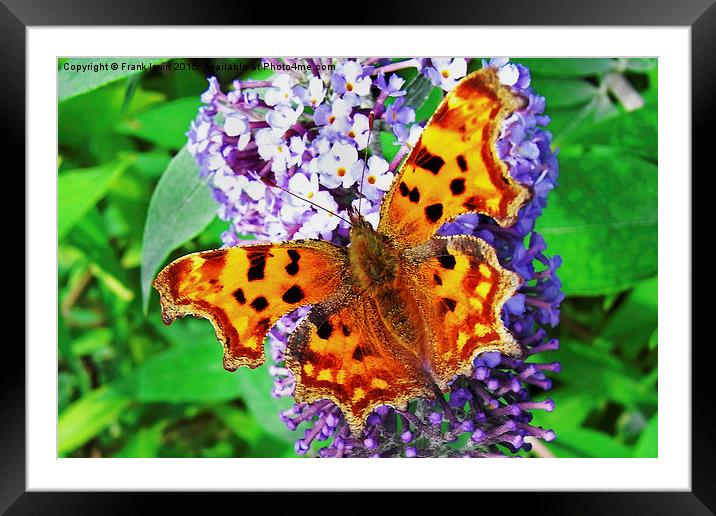  The beautiful "Comma" butterfly in all its glory Framed Mounted Print by Frank Irwin