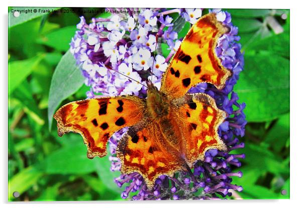  The beautiful "Comma" butterfly in all its glory Acrylic by Frank Irwin