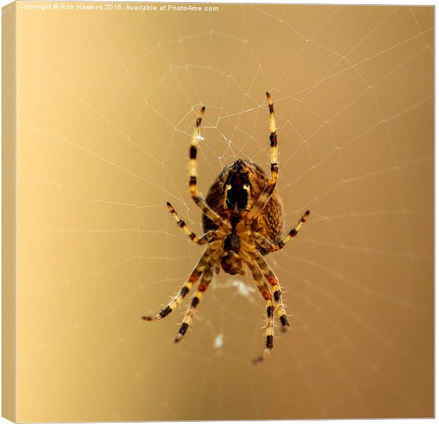  Spiderism  Canvas Print by Rob Hawkins