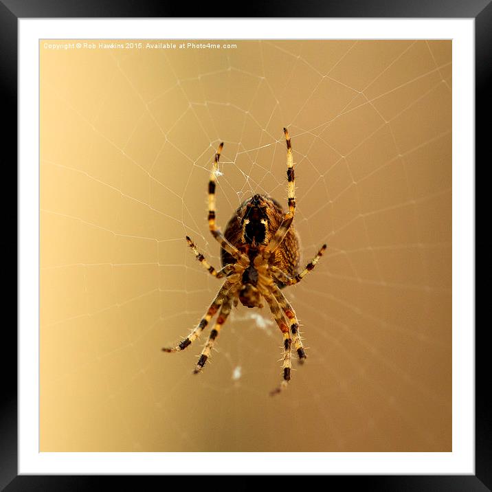  Spiderism  Framed Mounted Print by Rob Hawkins