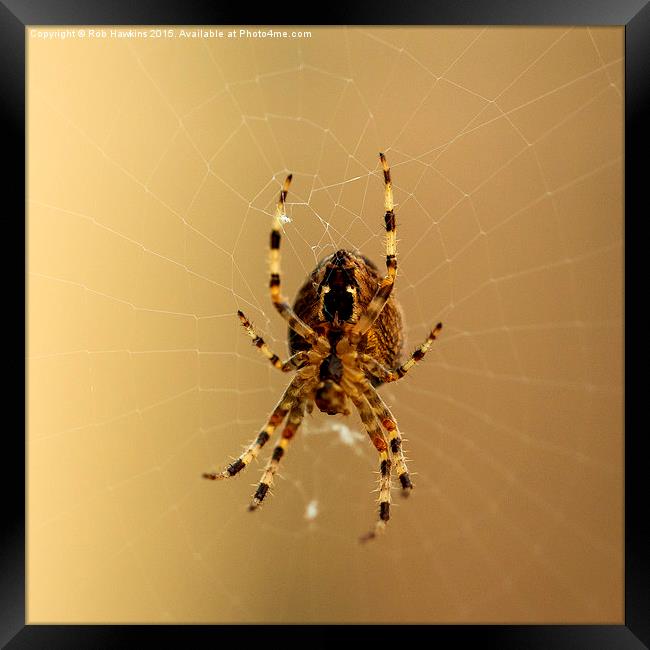  Spiderism  Framed Print by Rob Hawkins