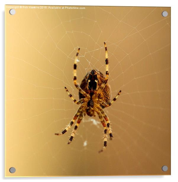  Spiderism  Acrylic by Rob Hawkins
