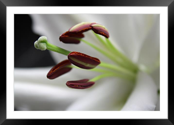 Lily Framed Mounted Print by les tobin