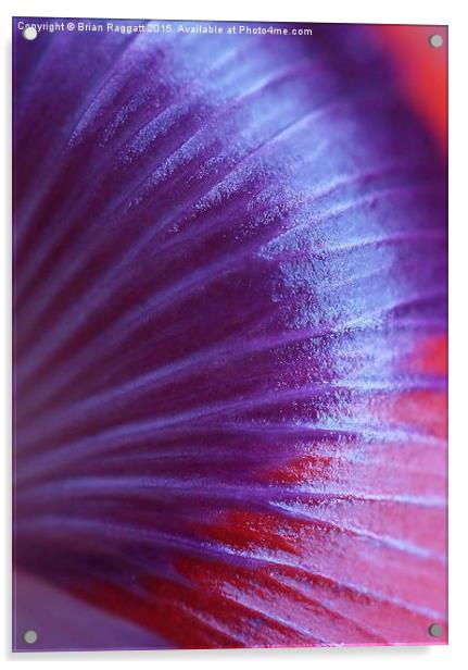  Poppy Petal Base Macro Acrylic by Brian  Raggatt