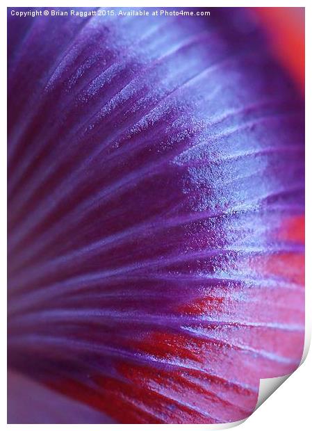  Poppy Petal Base Macro Print by Brian  Raggatt