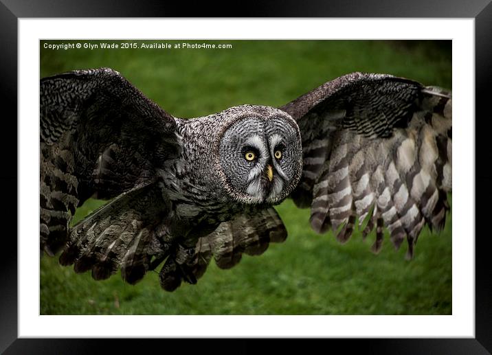  Owl in Flight Framed Mounted Print by Glyn Wade