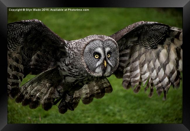  Owl in Flight Framed Print by Glyn Wade