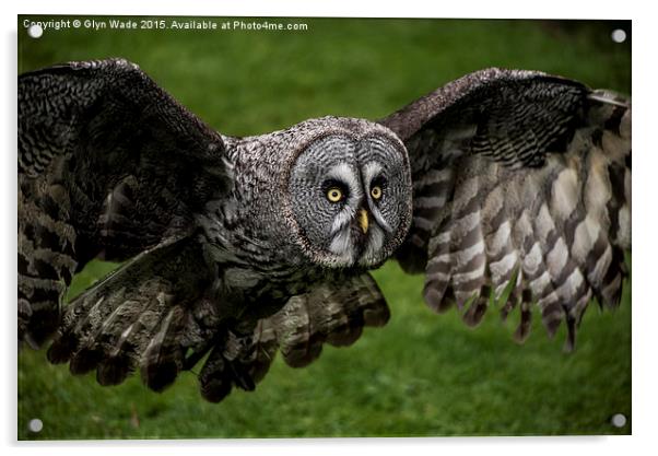  Owl in Flight Acrylic by Glyn Wade