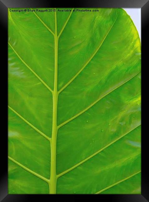  Tropical Leaf Abstract Framed Print by Brian  Raggatt