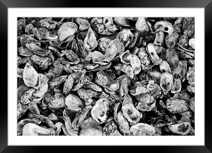  Oyster Shells Framed Mounted Print by Paul Rayment