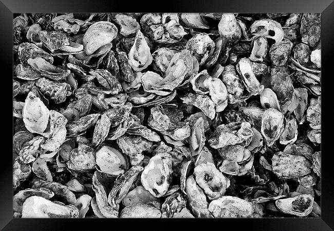  Oyster Shells Framed Print by Paul Rayment