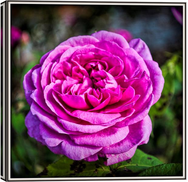  The Rose Canvas Print by Colin Metcalf