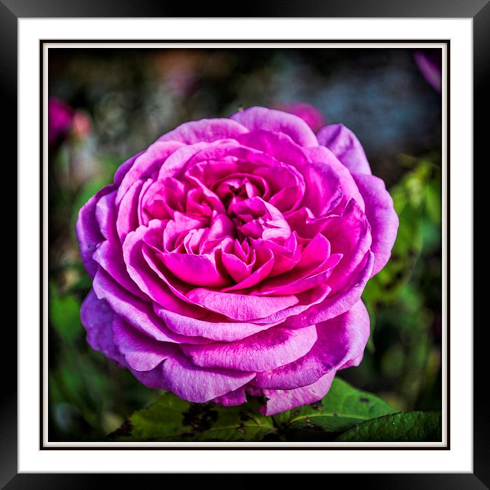  The Rose Framed Mounted Print by Colin Metcalf