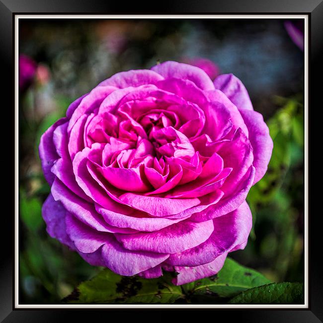  The Rose Framed Print by Colin Metcalf