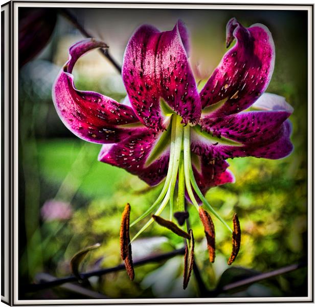  The Day Lily Canvas Print by Colin Metcalf