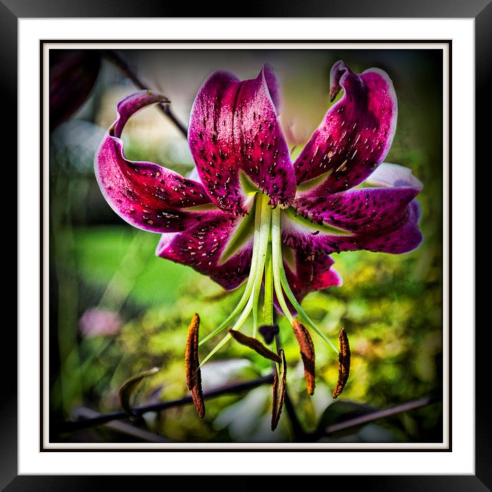  The Day Lily Framed Mounted Print by Colin Metcalf