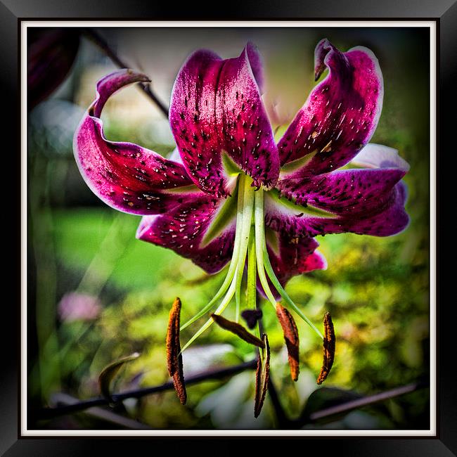  The Day Lily Framed Print by Colin Metcalf