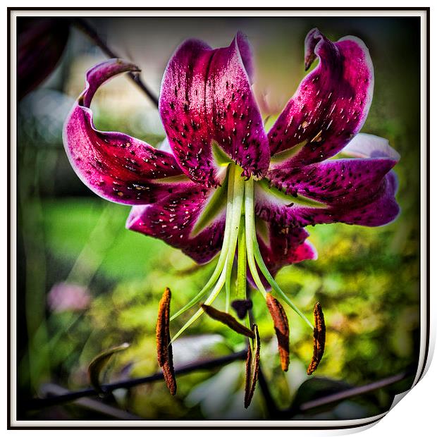  The Day Lily Print by Colin Metcalf