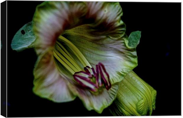 Cobaea Scandens Flower, ( Cup and Saucer Vine )  Canvas Print by Sue Bottomley