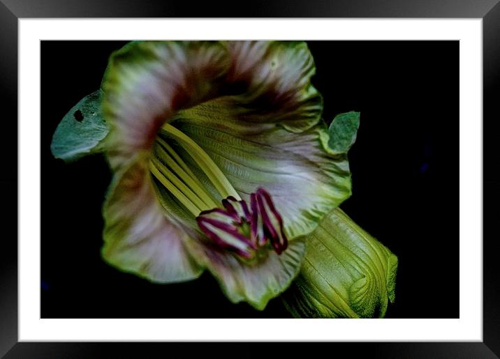 Cobaea Scandens Flower, ( Cup and Saucer Vine )  Framed Mounted Print by Sue Bottomley