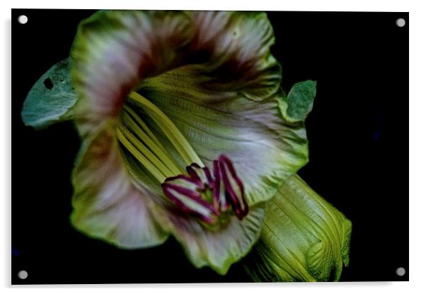 Cobaea Scandens Flower, ( Cup and Saucer Vine )  Acrylic by Sue Bottomley