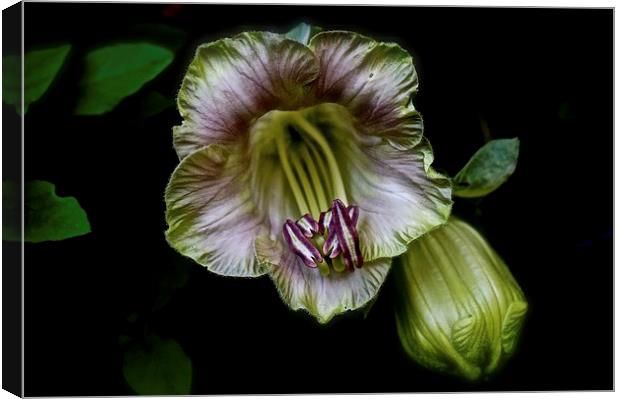  Cobaea Scandens Flower, Climber Vine Canvas Print by Sue Bottomley