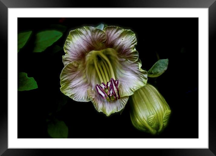  Cobaea Scandens Flower, Climber Vine Framed Mounted Print by Sue Bottomley