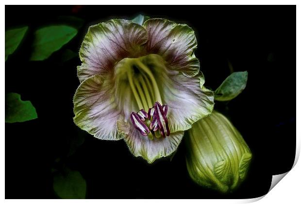  Cobaea Scandens Flower, Climber Vine Print by Sue Bottomley