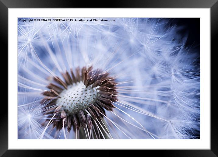 Dandelion with seeds Framed Mounted Print by ELENA ELISSEEVA