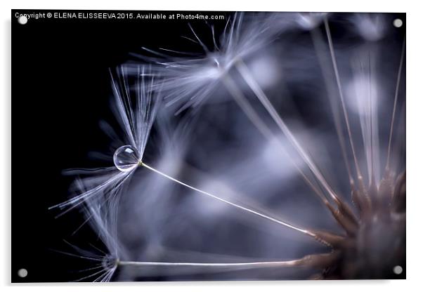 Dandelion seeds with water drop Acrylic by ELENA ELISSEEVA