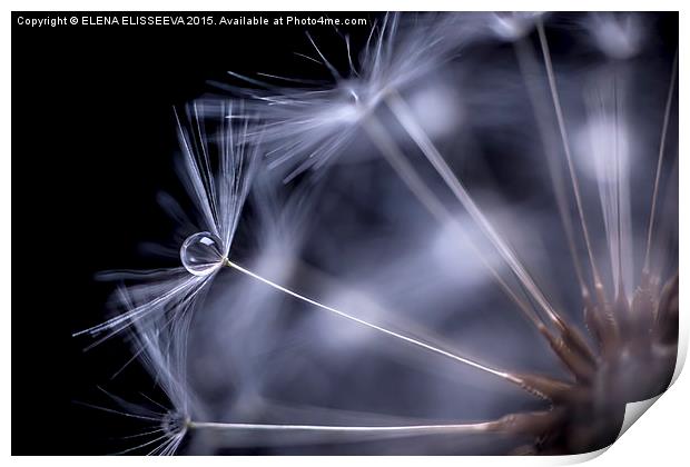 Dandelion seeds with water drop Print by ELENA ELISSEEVA
