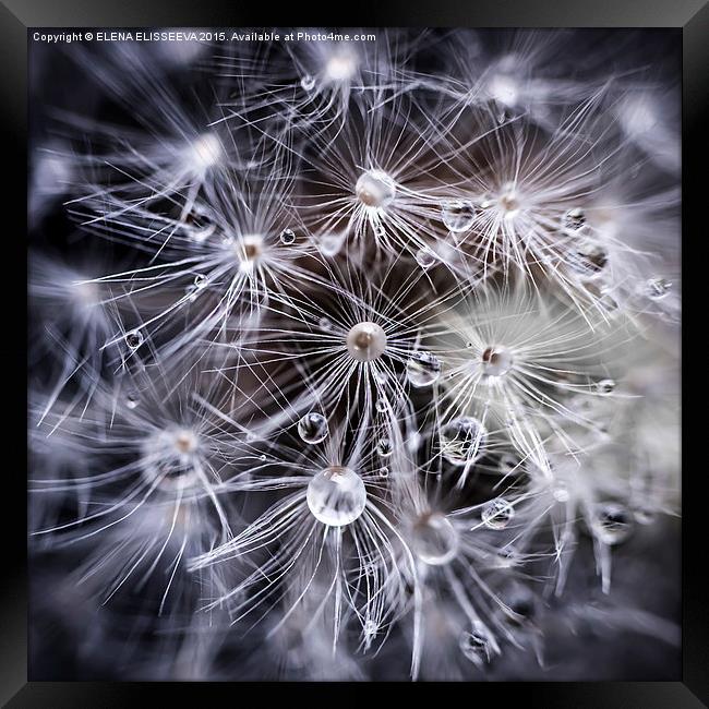 Dandelion seeds with water drops Framed Print by ELENA ELISSEEVA