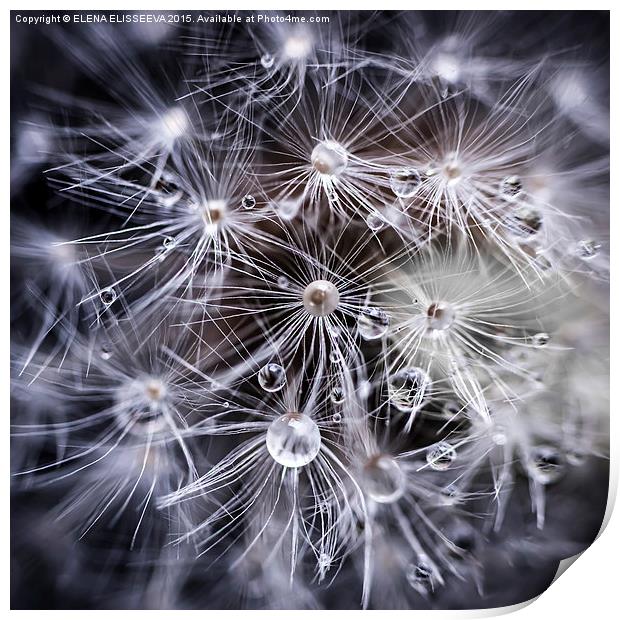 Dandelion seeds with water drops Print by ELENA ELISSEEVA