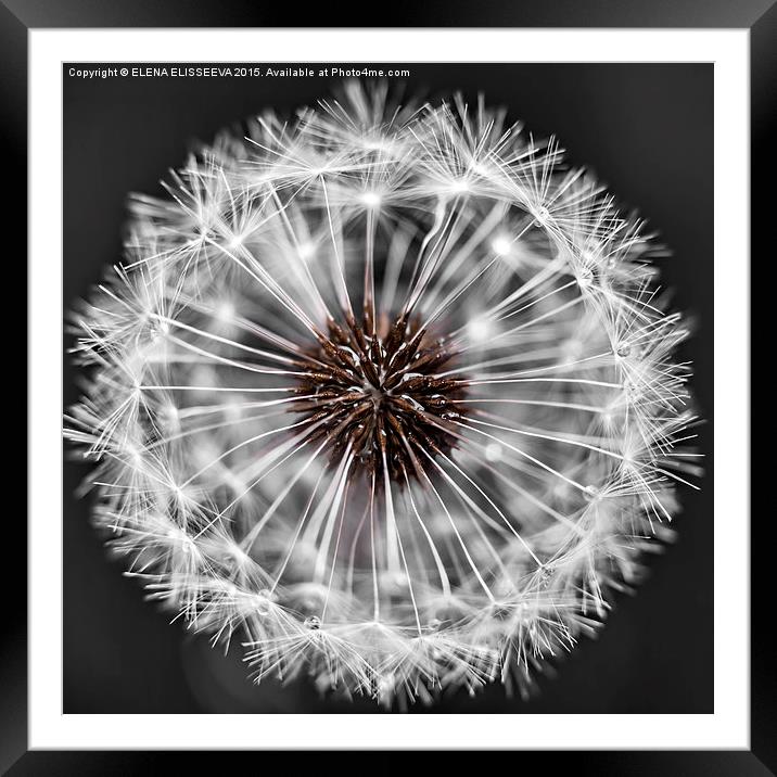 Dandelion head Framed Mounted Print by ELENA ELISSEEVA