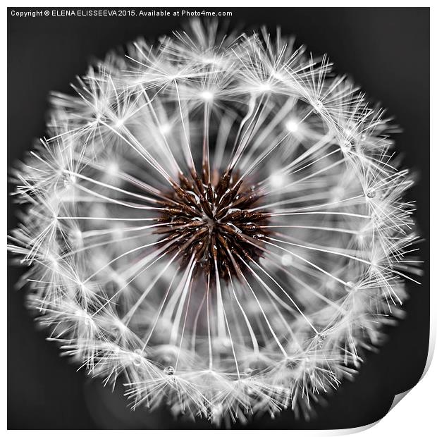 Dandelion head Print by ELENA ELISSEEVA