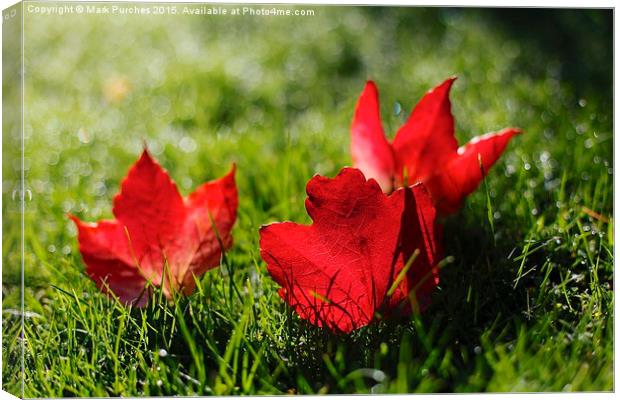 Beautiful Red Autumn / Fall Leaves Canvas Print by Mark Purches