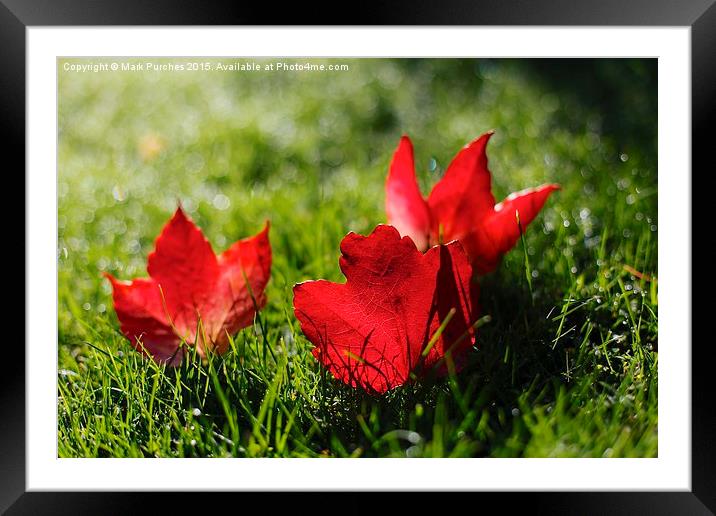 Beautiful Red Autumn / Fall Leaves Framed Mounted Print by Mark Purches