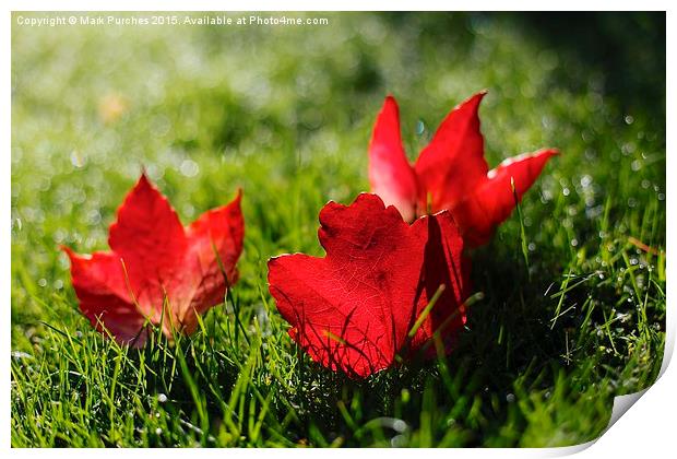 Beautiful Red Autumn / Fall Leaves Print by Mark Purches