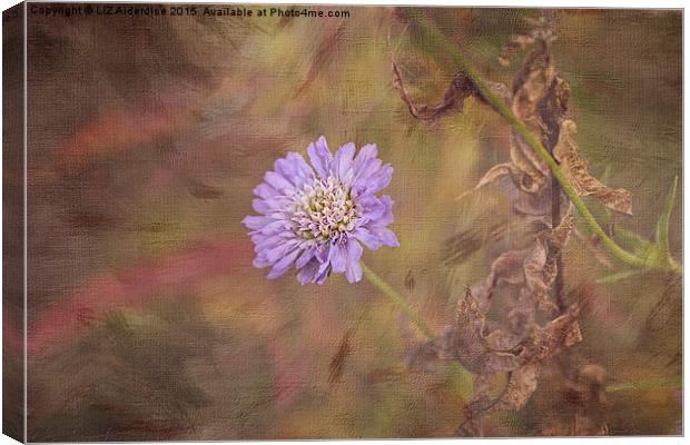  Cornflower Blue Canvas Print by LIZ Alderdice
