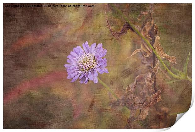  Cornflower Blue Print by LIZ Alderdice