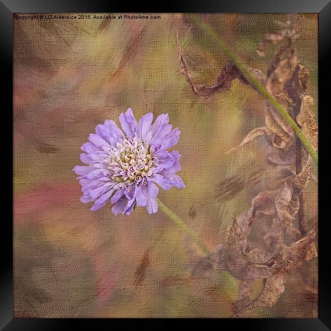  Cornflower Blue (square format) Framed Print by LIZ Alderdice